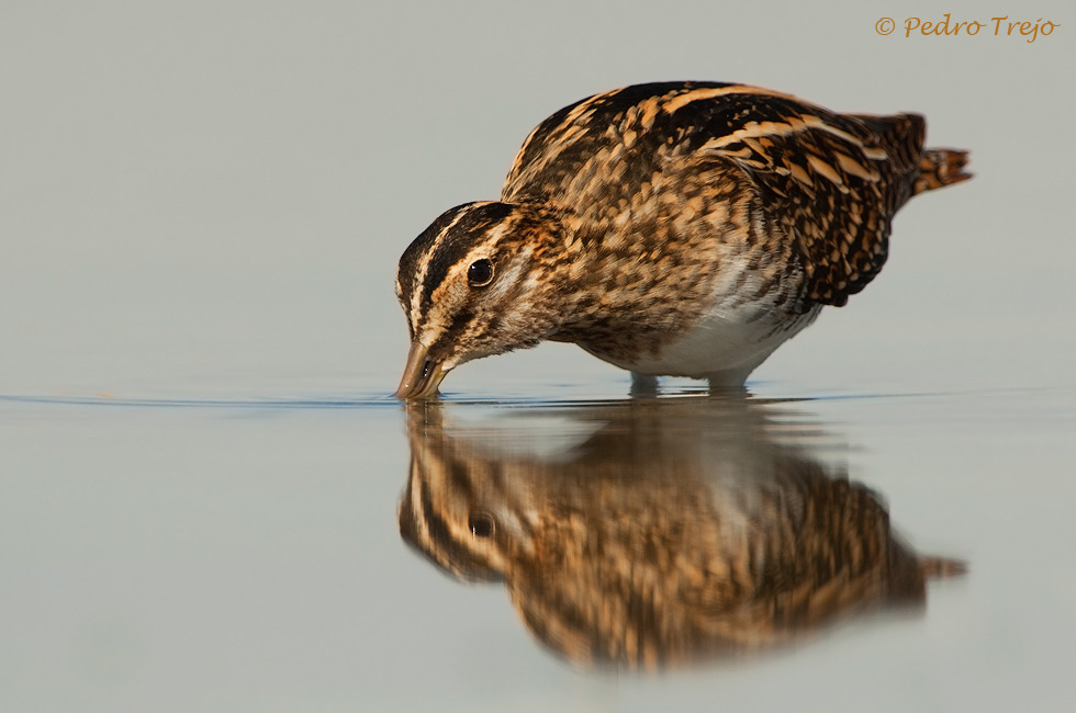 Agachadiza común (Galinago gallinago )